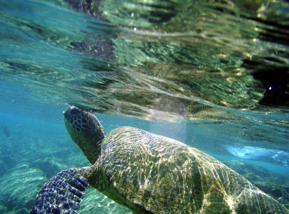 Реальное фото черепашки с пляжа Алагади