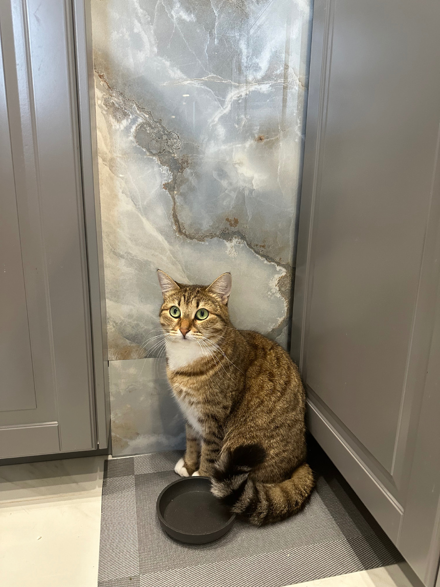 Теперь можно просто мяукнуть и хозяин все поймет 