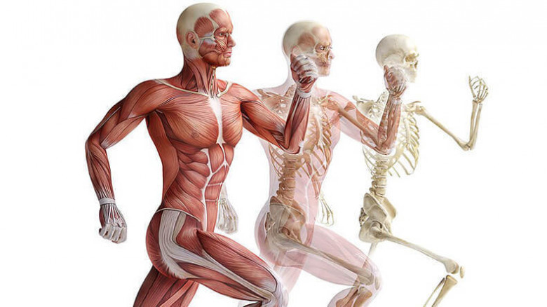 Секрет крепких костей: что делать, чтобы скелет оставался здоровым?