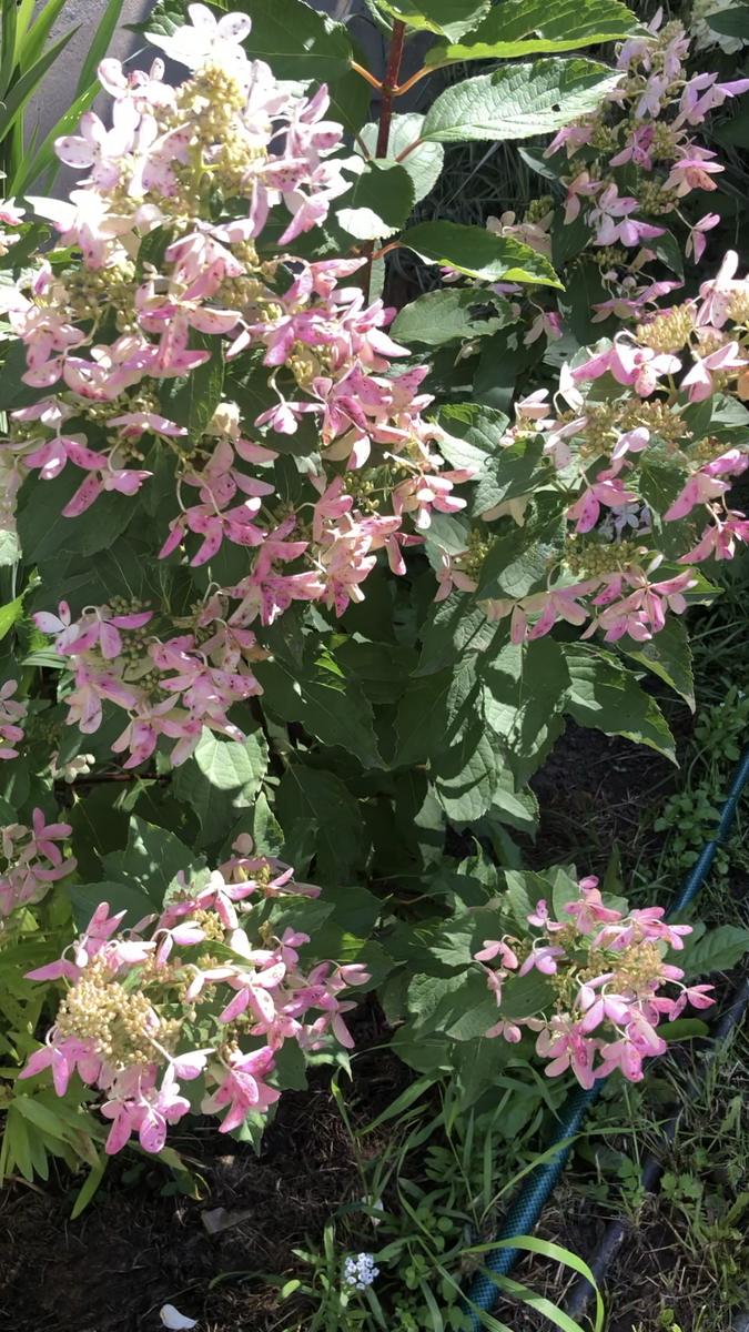 Гортензия Стар Роуз, конец августа 2025