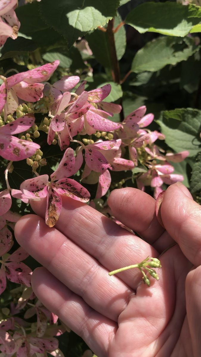 Гортензия Стар Роуз подгорает на прямом солнце, август 2025