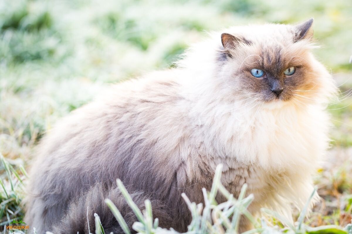 Невская маскарадная кошка 