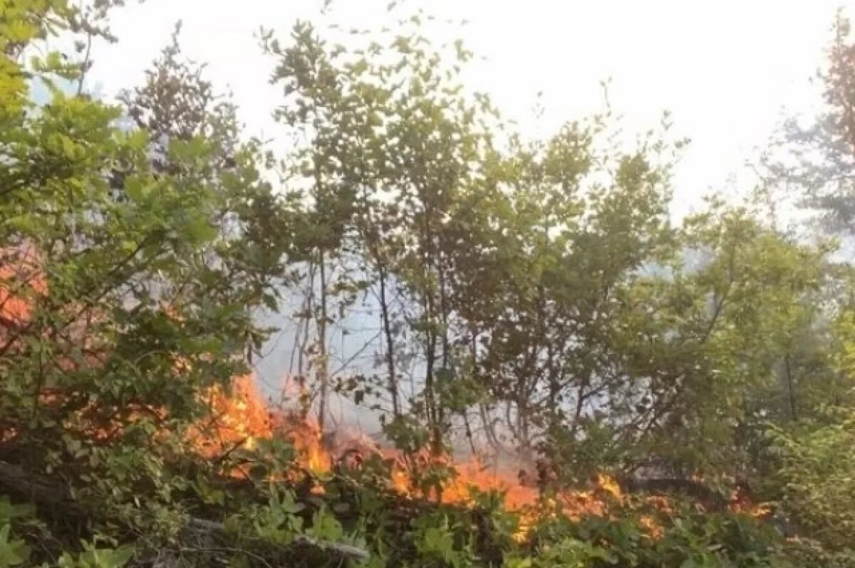    Крупный лесной пожар в селе Береговое под Геленджиком потушили