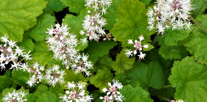 Тиарелла гораздо нежнее, с утончёнными цветами, которые любят пчёлы