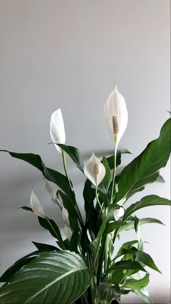 Фото взяты из Pinterest