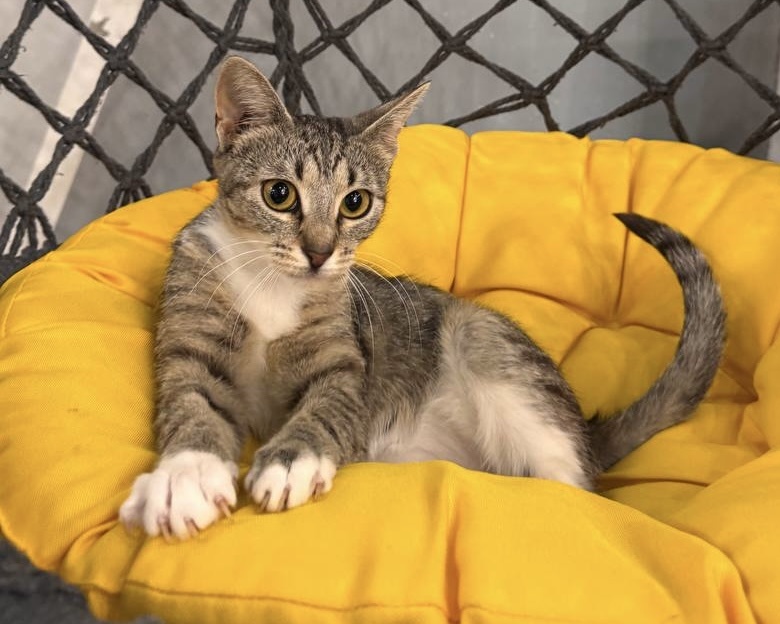 Фото: предоставлено БФ «Собаки, которые любят»