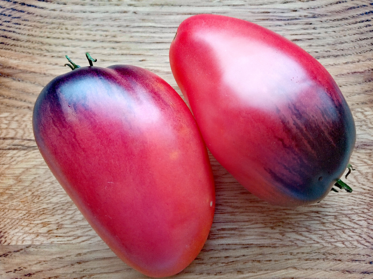 Фото автора от 03.08.2025г. Групповой портрет плодов томатов Сержант Паскаль.