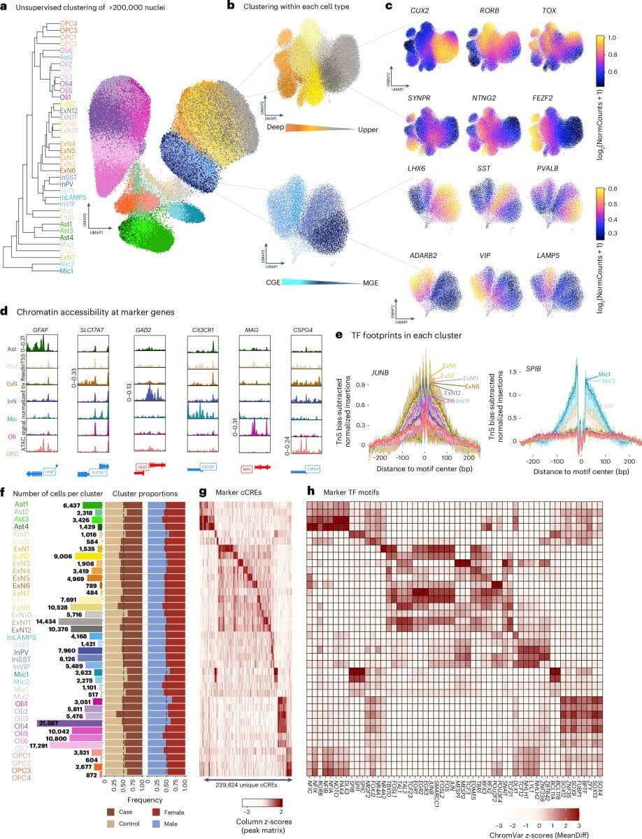    Архитектура хроматина (трехмерной организации ДНК и белков в ядрах клеток, которая формирует основу хромосом и регулирует экспрессию генов) на уровне отдельных клеток. / © Nature Genetics (2025).