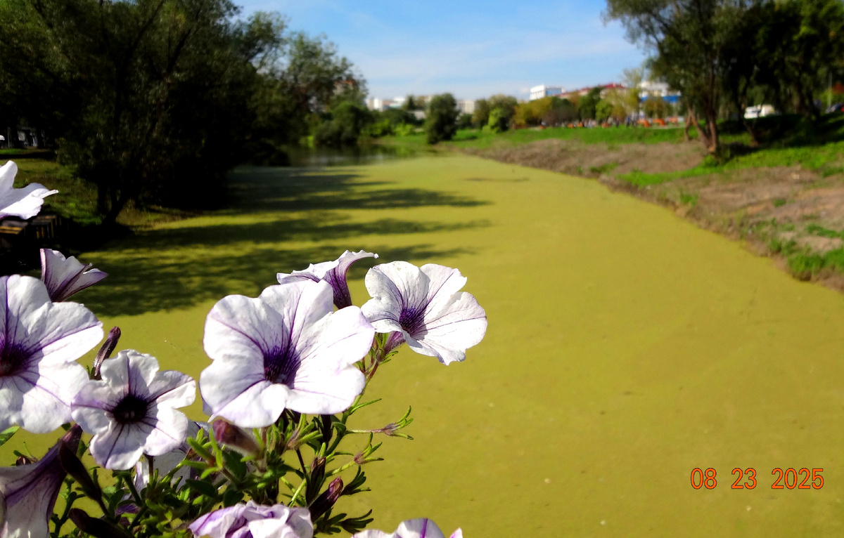 Вид с моста на канальчик