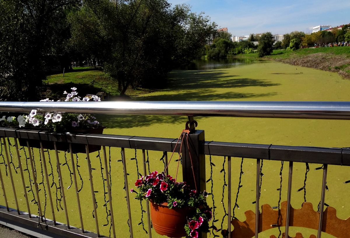 Вид с моста на "цветущий" канальчик