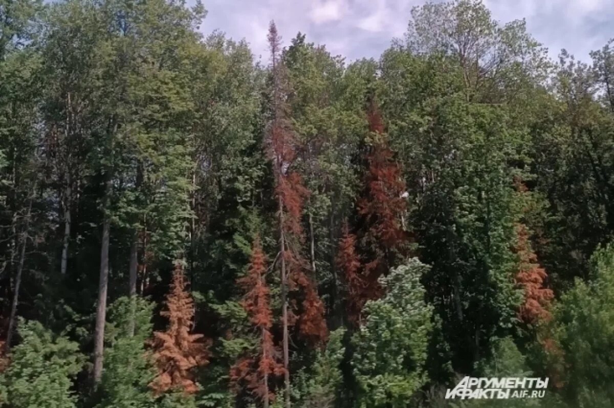    Вредоносное насекомое вызывает массовую гибель ели и пихты.