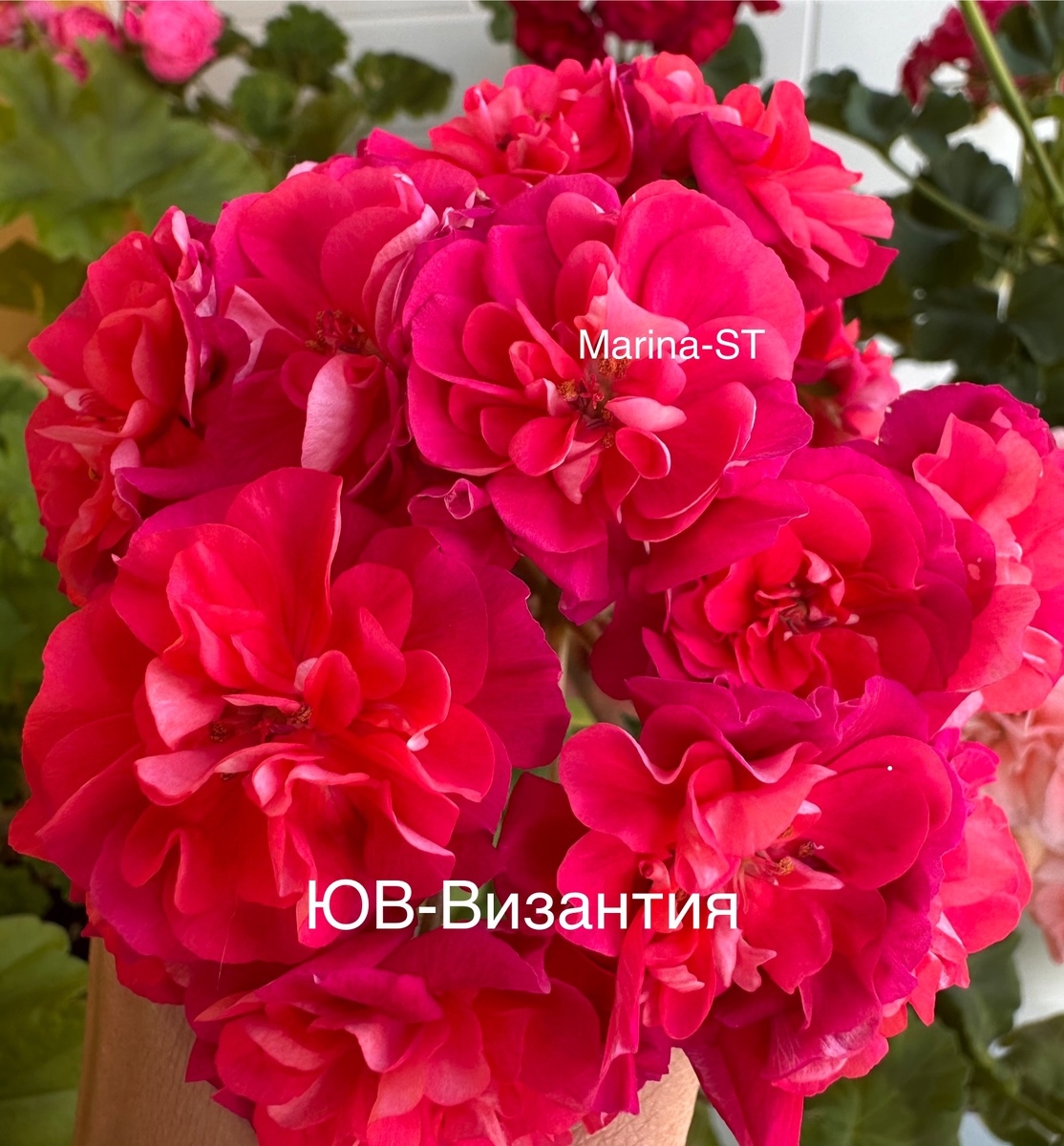 Цветение моей ЮВ-Византия❤️❤️