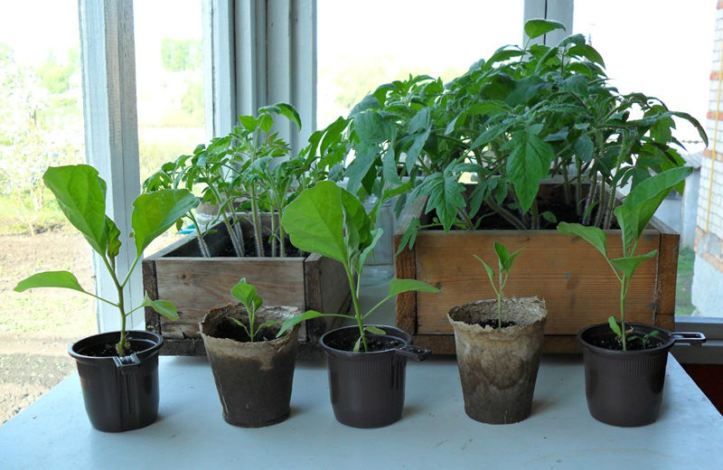 Источник: https://vremya-ne-zhdet.ru/sad-i-ogorod/torfyanyye-gorshochki-dlya-rassady/