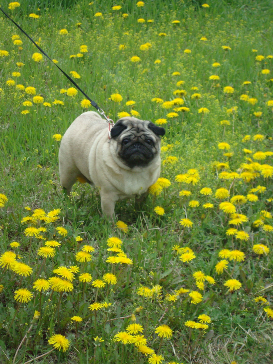 а это Маруся в одуванчиках