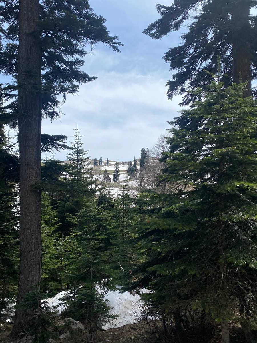 Альпийские луга. 