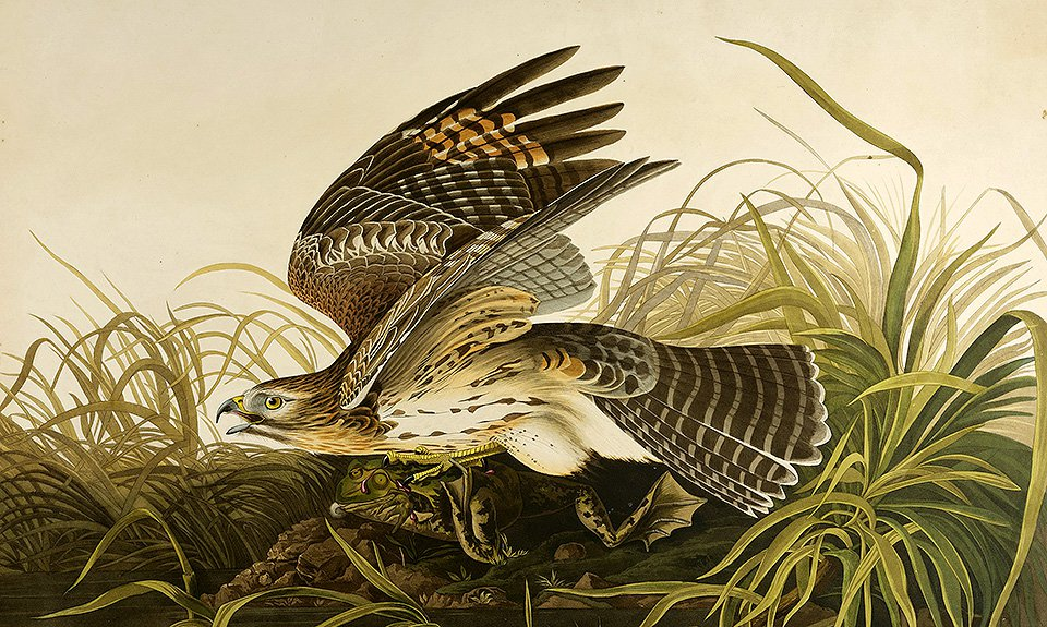 Джон Джеймс Одюбон. «Зимний ястреб»