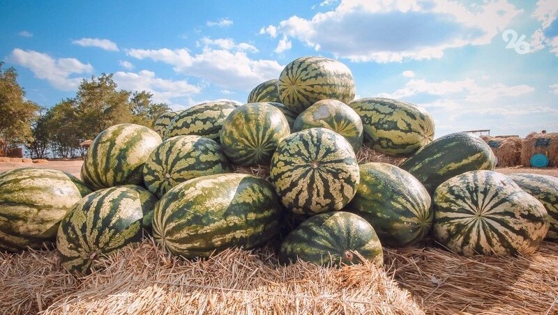      Фото: ИА «Победа26»