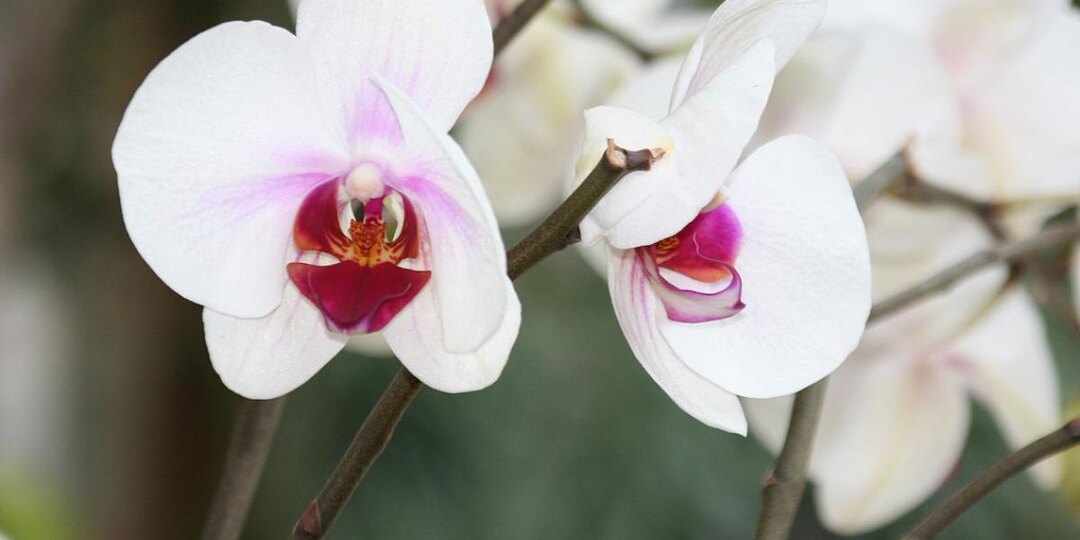 Таблетка, от которой орхидея зацветает без остановки: августовский секрет цветоводов