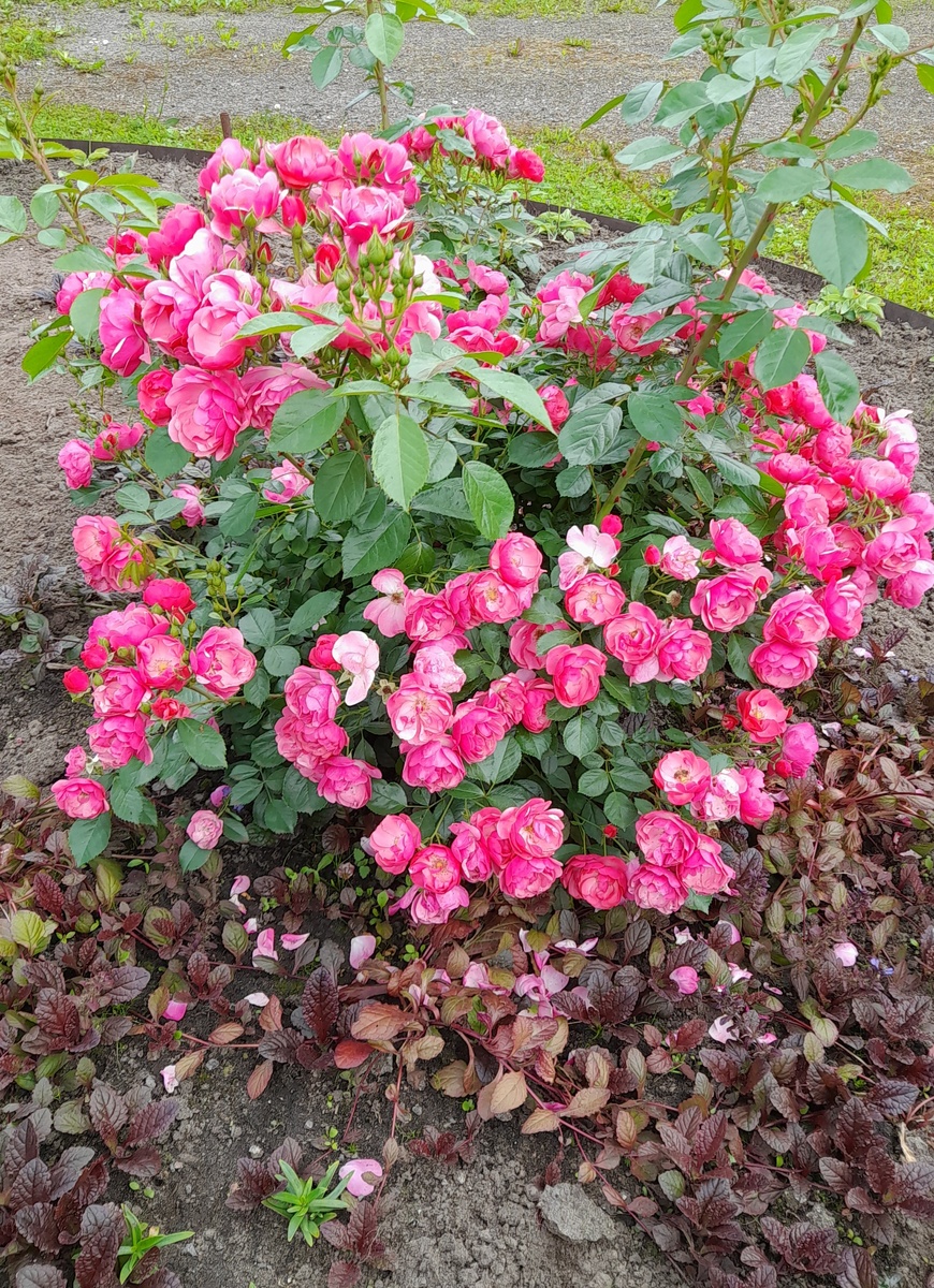 Ангела, флорибунда фкордеса. Фото автора 