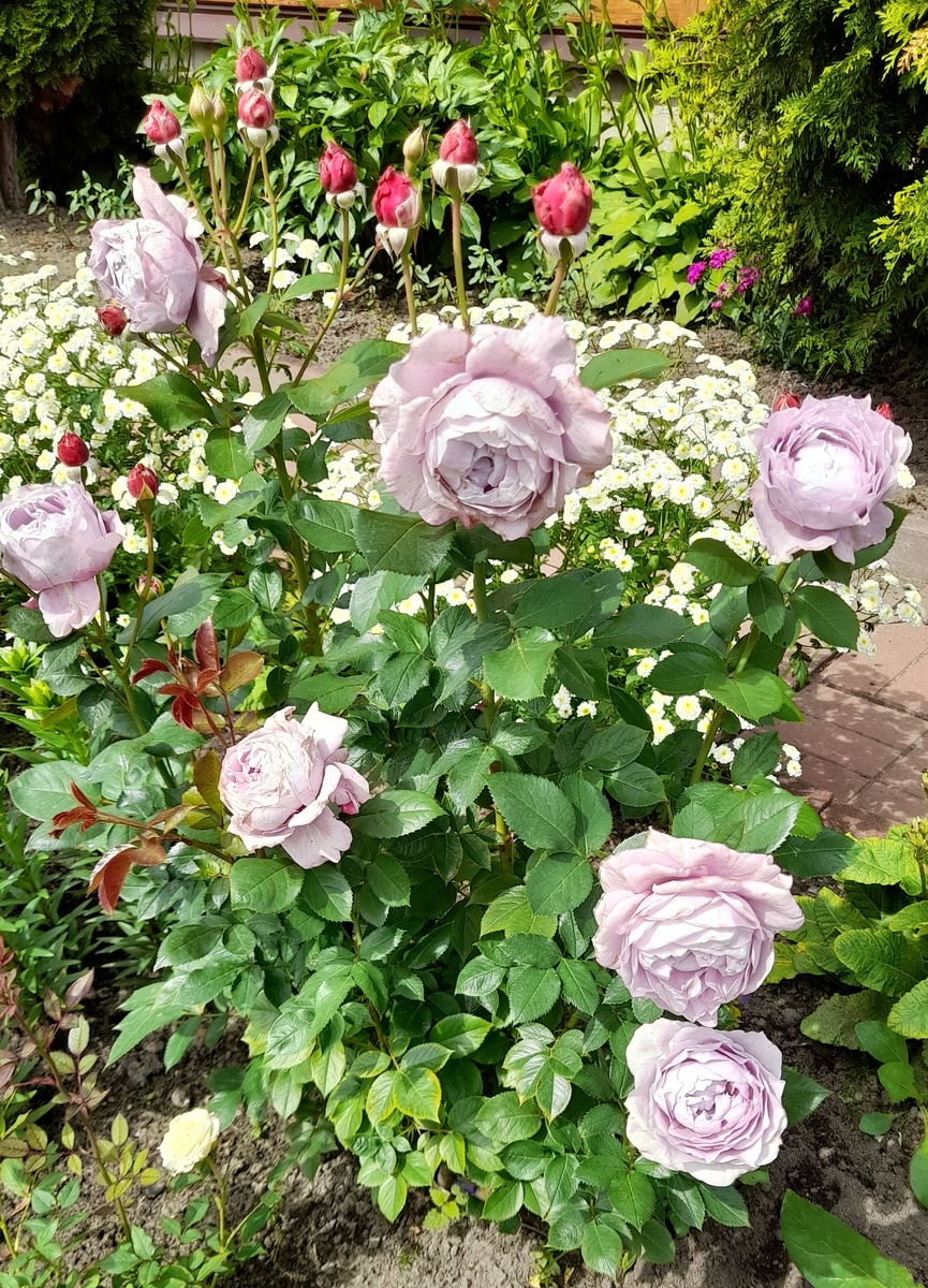 Новалис, флорибунда Кордеса. Фото автора 