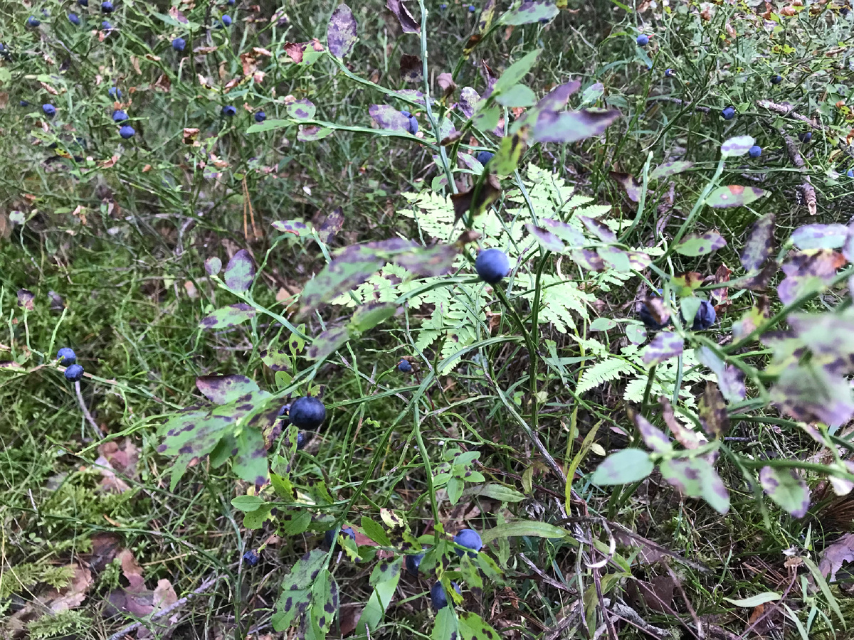 Кустик чернички 