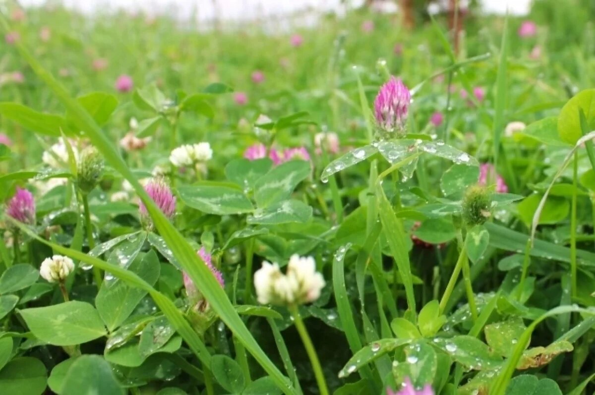    Тёплые и дождливые выходные ожидаются в Удмуртии