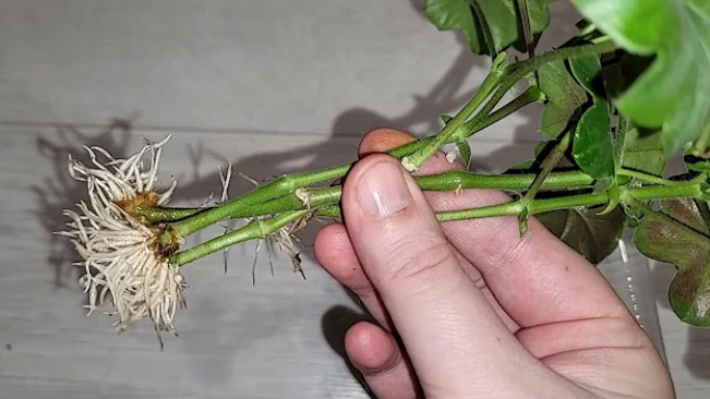 Здоровые отростки пеларгонии