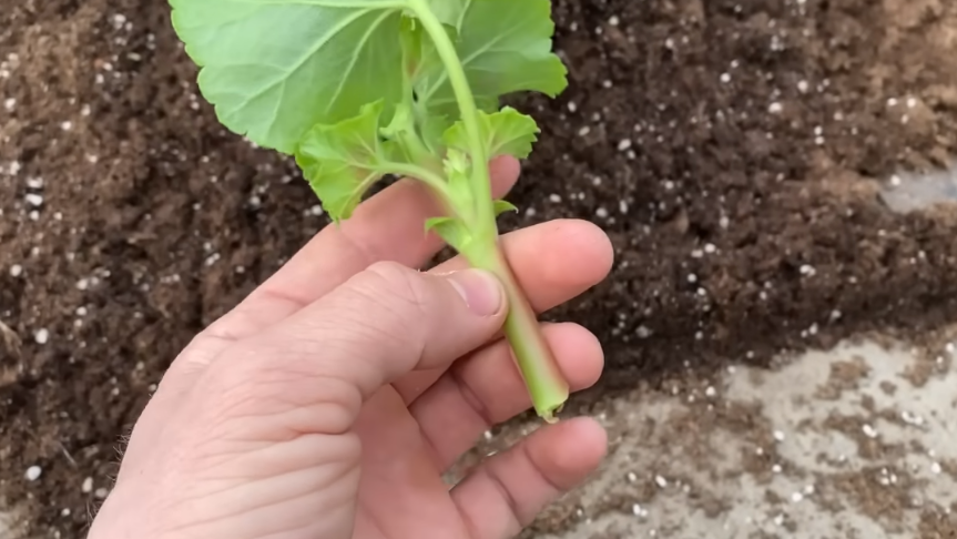  Рваный срез и долгая подсушка - ключевые отличия от классических методов