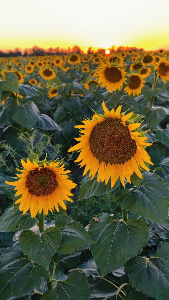 Фото с просторов интернета