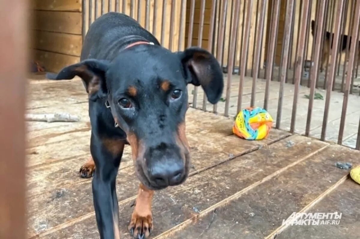    В Волгограде с сентября начнет действовать новый закон о животных