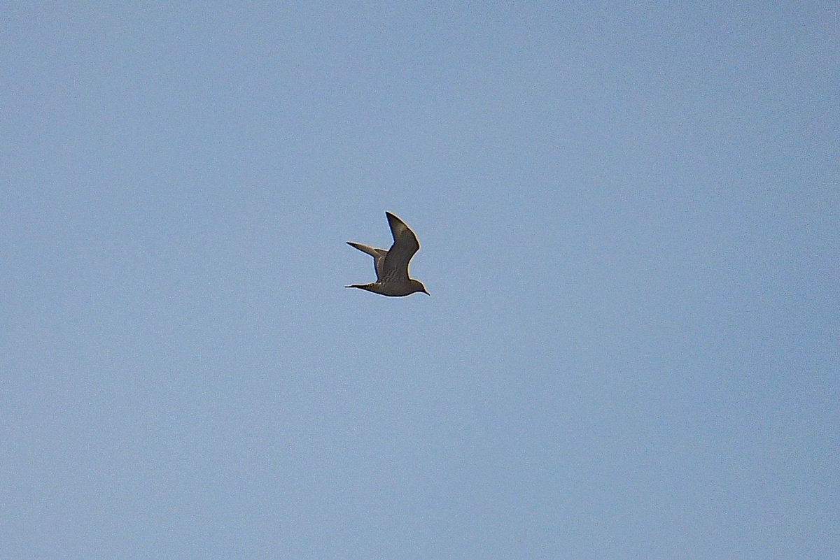 Короткохвостый поморник, фото Насти Бухваловой