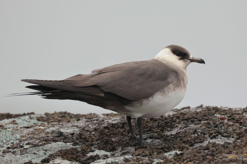 Мурманская область, фото veb74