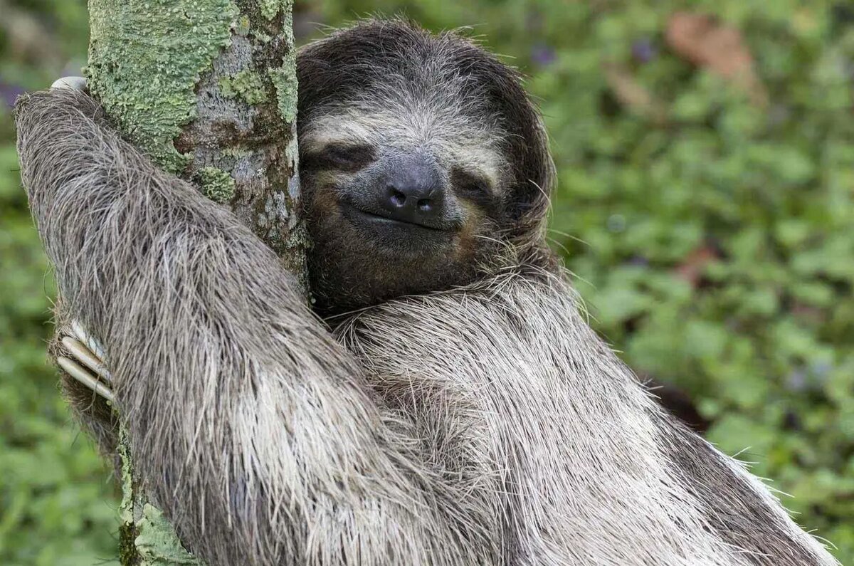    Эмоциональная лень – это защитный механизм от негативных переживаний /pixabay