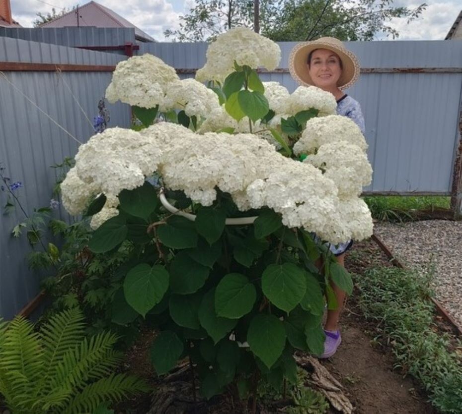 Веста и ее шикарная гортензия 