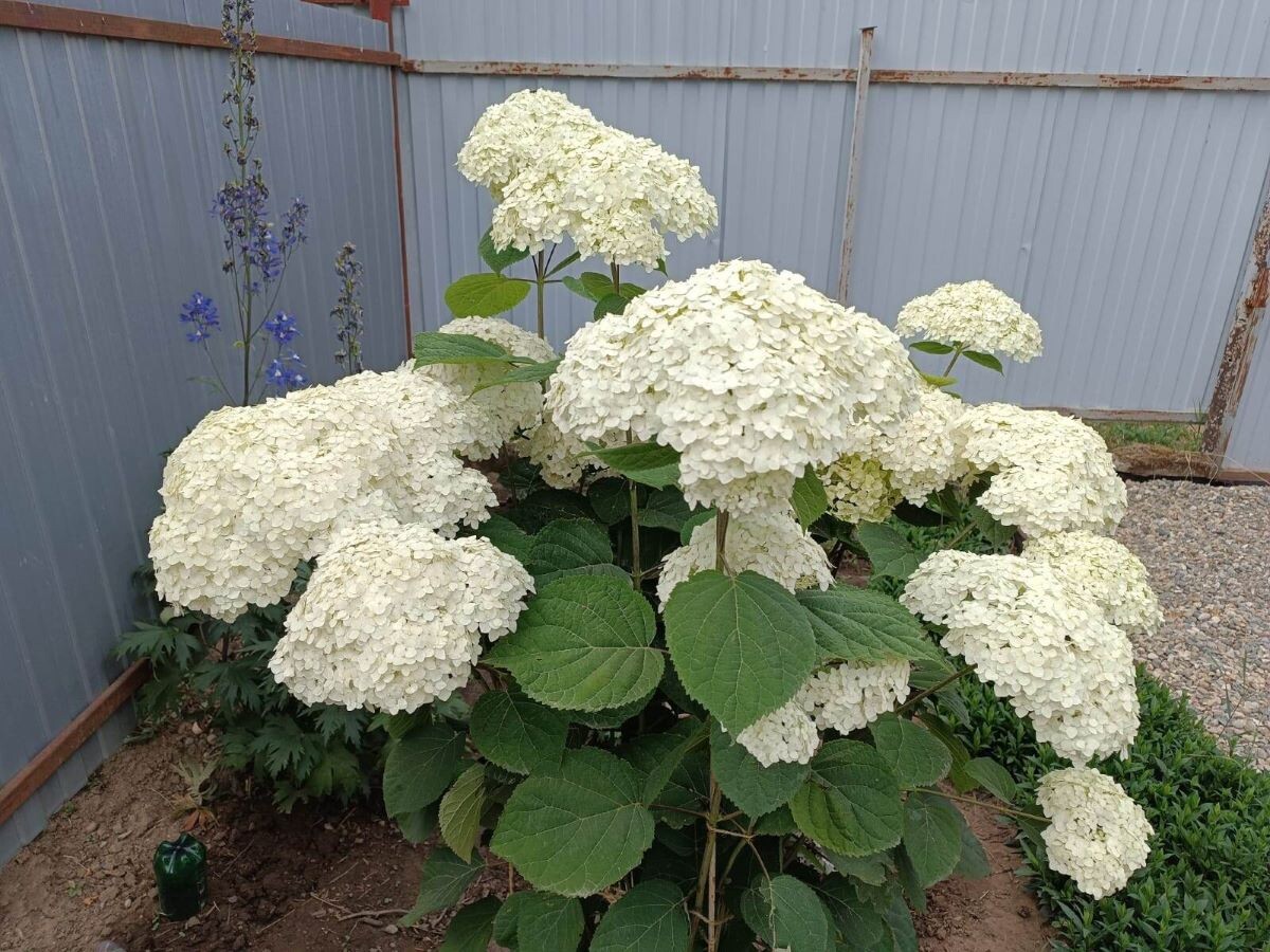 Аннабель на штамбе. Невероятно красива!