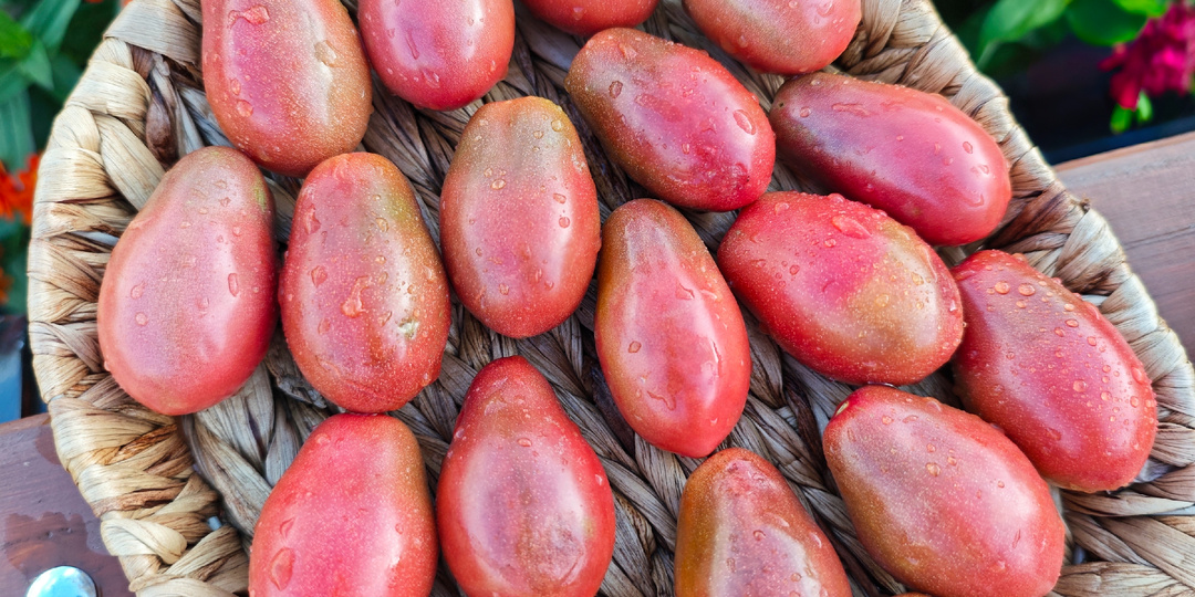 Новые сорта томатов сезона 2025