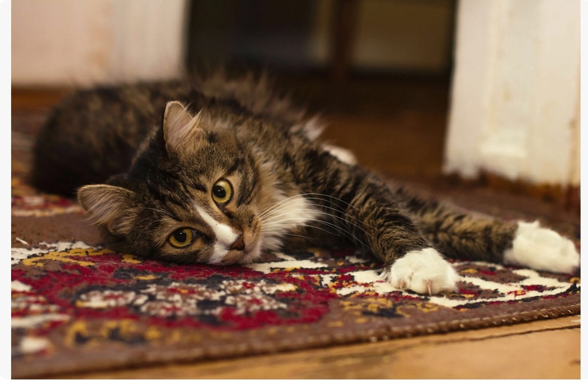 иллюстрация из яндекс картинки