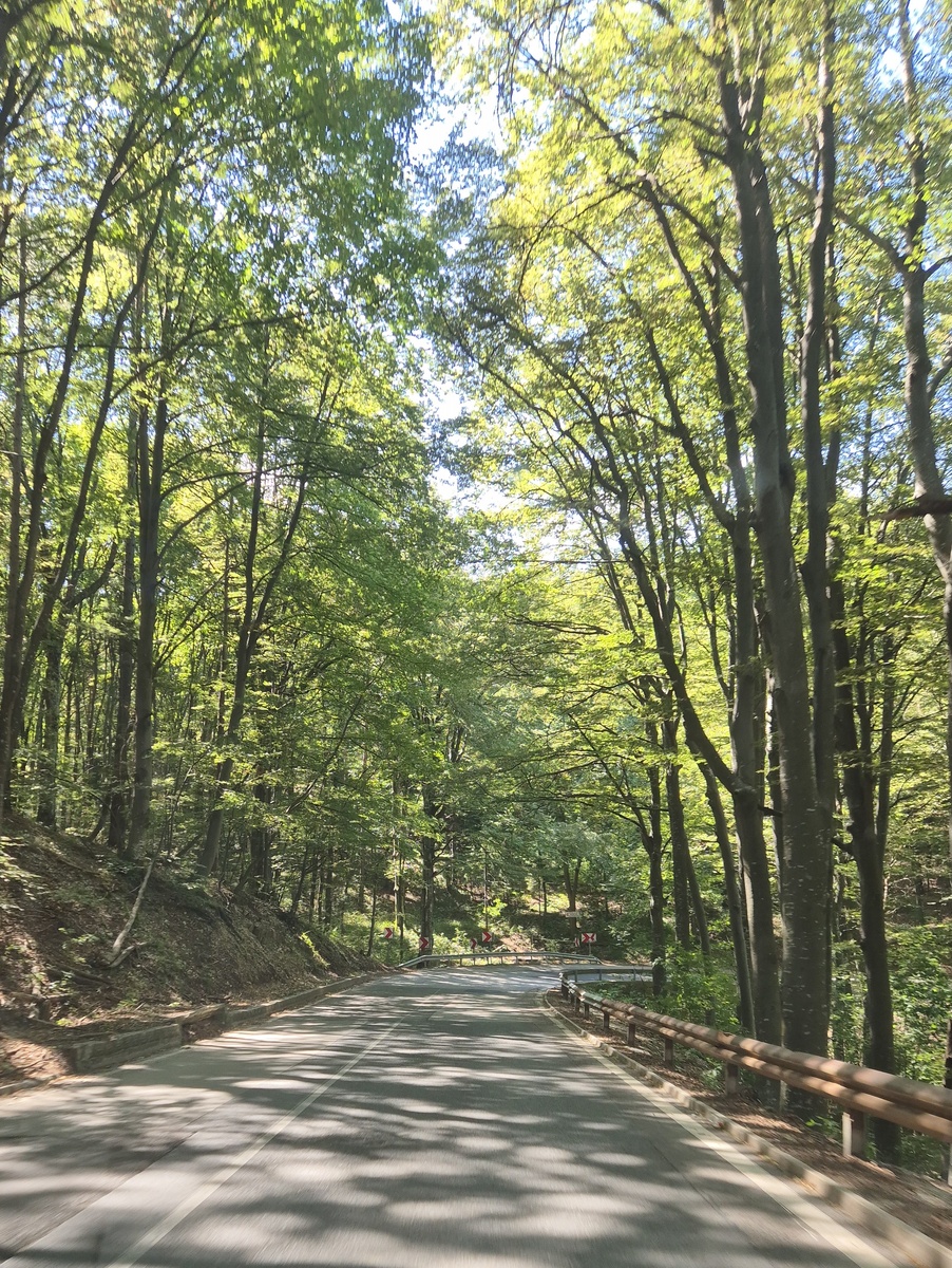 По лесистым дорогам.