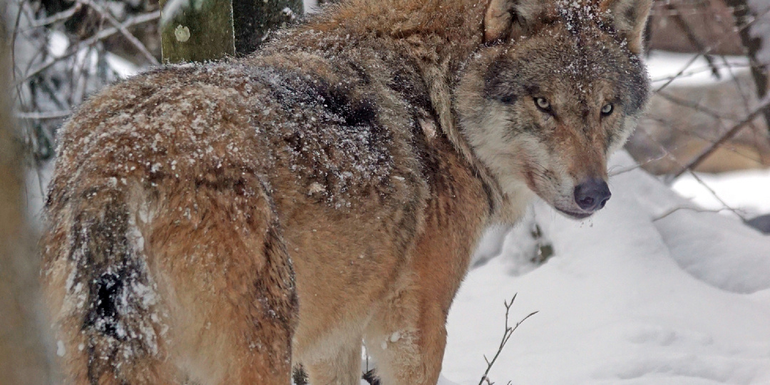 Как волки мстят охотникам и выслеживают своих обидчиков