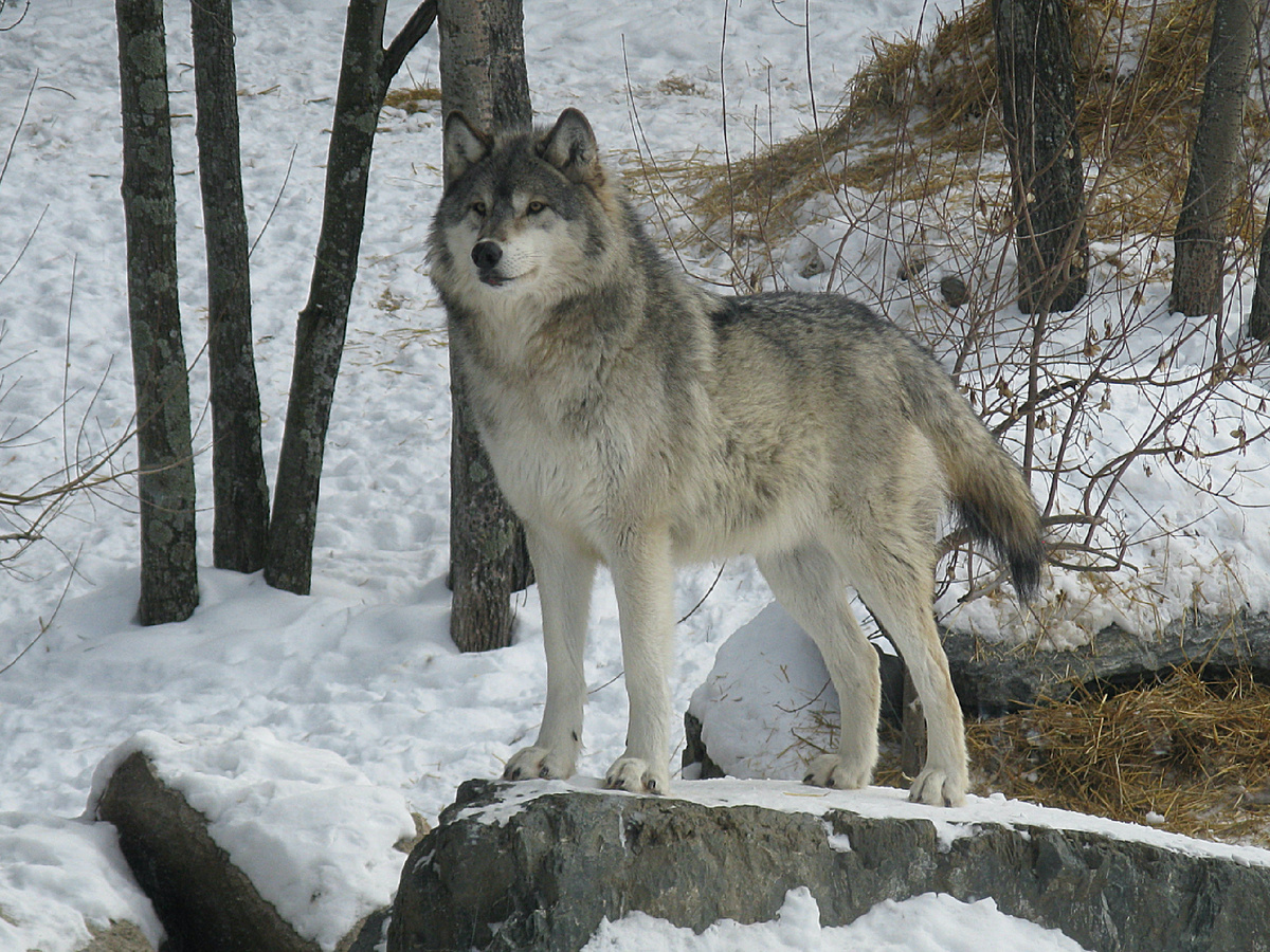 Фотография: Sakarri, CC BY-NC-SA 2.0