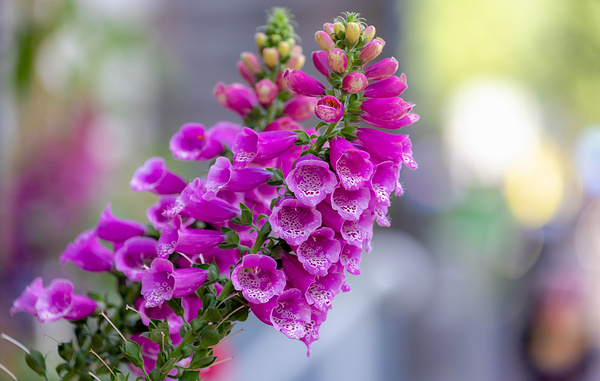 Wut_Moppie/Shutterstock/FOTODOM