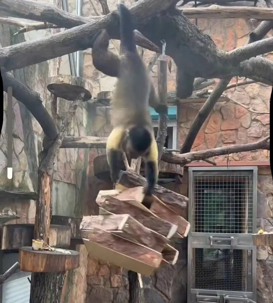    Фото: скриншот видео пресс-службы Ленинградского зоопарка