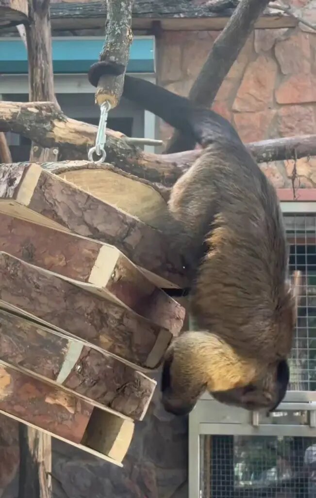    Фото: скриншот видео пресс-службы Ленинградского зоопарка