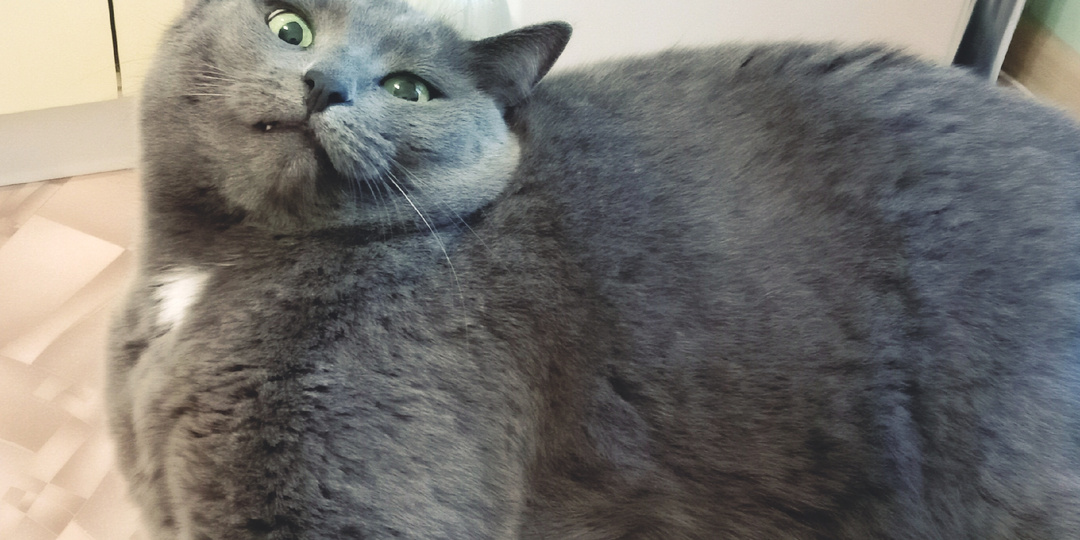 Какие слова нельзя говорить кошке