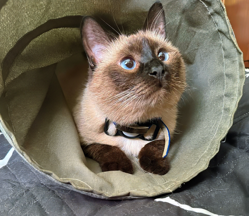 Никуся. Ну как тут можно устоять