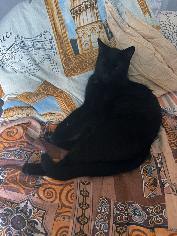 Угольку удалось выжить с кровати моего отца