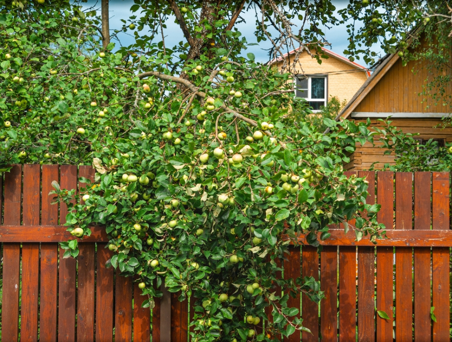    Shutterstock/FOTODOM