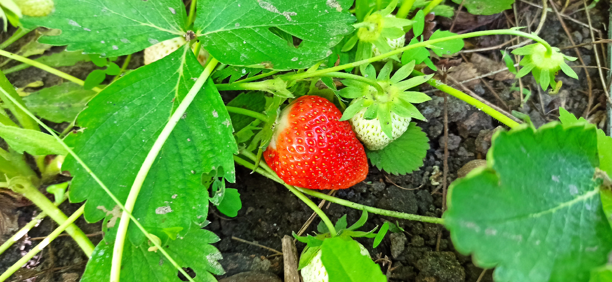 Даже самая мелкая ягода клубники наливается в гиганта