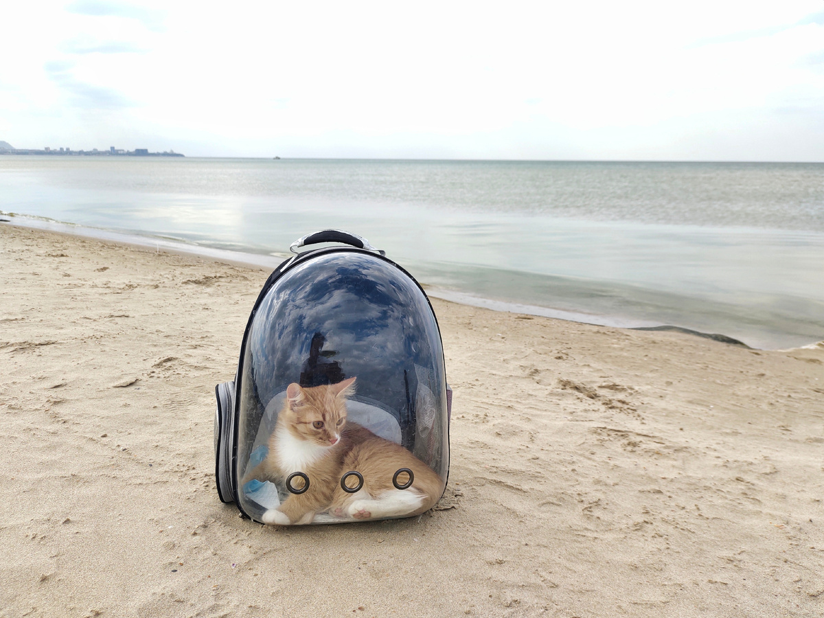 Везу кота из Крыма домой 