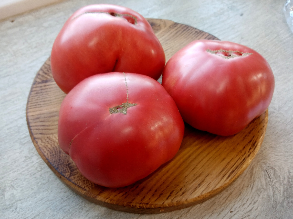 Фото автора от 11.08.2025 г. Групповой портрет плодов томата Бычья сумка Ребекки Себастьян.